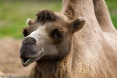 Kamel (25 von 108).jpg